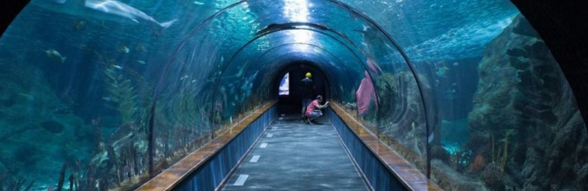 Espectacular nueva exhibición en el acuario Poema del Mar