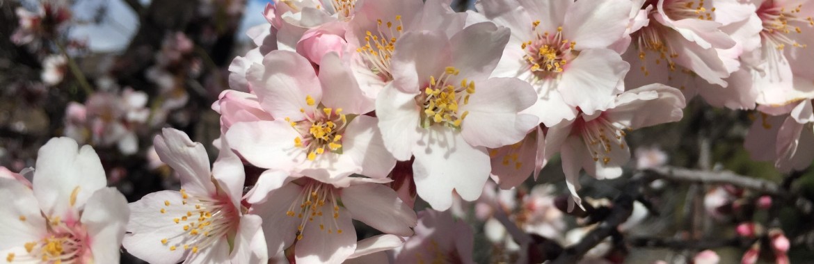 Tenerife has blossomed almonds.