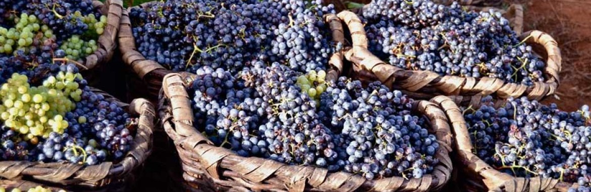 Wines of the Canary Islands.